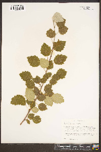 Populus × canescens image