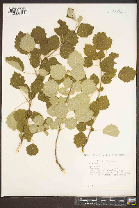 Populus × canescens image