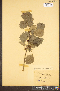 Populus × canescens image