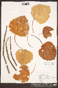 Populus grandidentata image