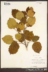 Populus grandidentata image