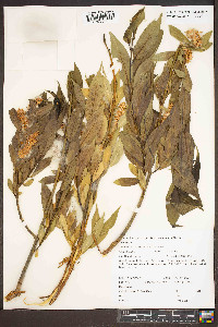 Salix lasiandra image