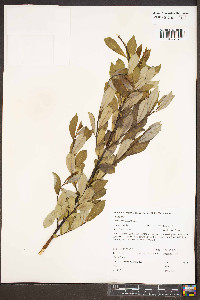 Salix scouleriana image