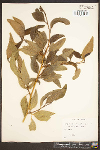 Salix amygdaloides image