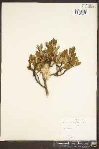 Salix planifolia image