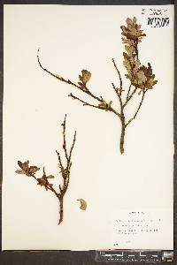 Salix planifolia image