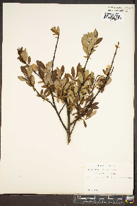 Salix planifolia image