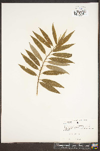 Salix alba image
