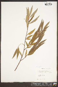 Salix alba image