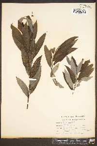 Salix alba image