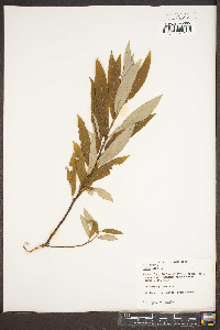 Salix alba image