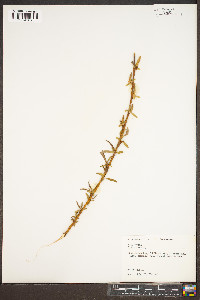 Salix alba image