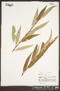 Salix alba image