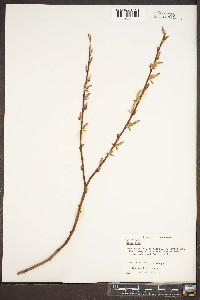 Salix alba image