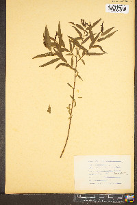 Salix babylonica image