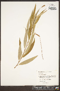 Salix babylonica image