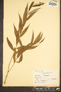 Salix babylonica image