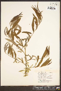 Salix babylonica image