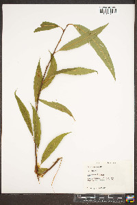 Salix caroliniana image