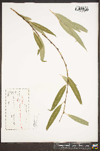 Salix caroliniana image