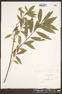 Salix caroliniana image