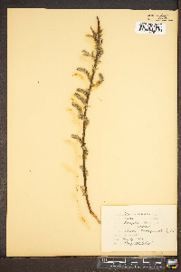 Salix × fragilis image