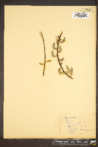 Salix × fragilis image