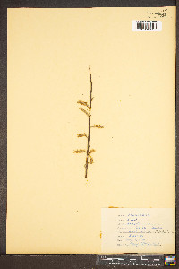 Salix × fragilis image