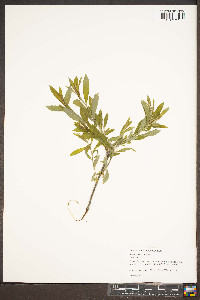 Salix sericea image