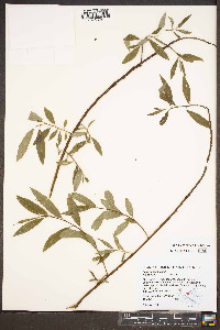 Salix sericea image