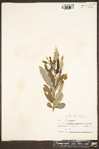 Salix sericea image