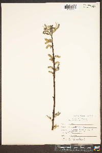 Salix sericea image