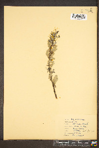 Salix sericea image