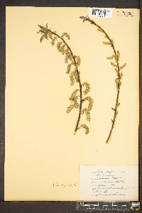 Salix sericea image