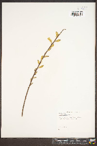 Salix sericea image