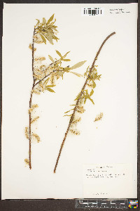 Salix sericea image