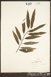 Salix sericea image