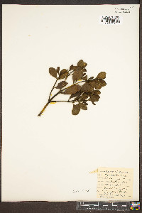 Phoradendron leucarpum subsp. leucarpum image