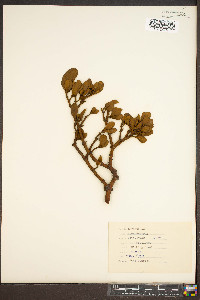 Phoradendron leucarpum subsp. leucarpum image