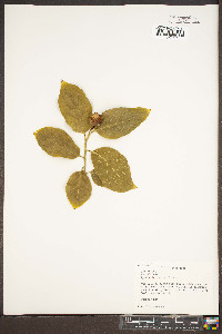 Pyrularia pubera image