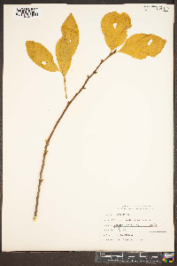 Pyrularia pubera image