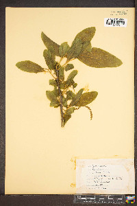 Pyrularia pubera image