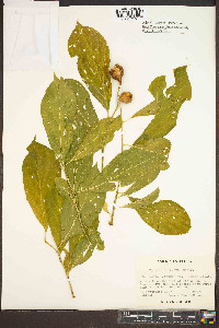 Pyrularia pubera image