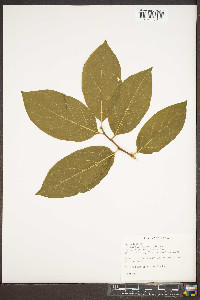 Pyrularia pubera image