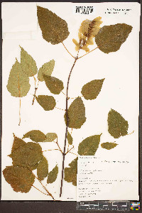 Acer davidii image