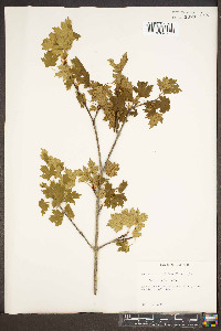 Acer glabrum image