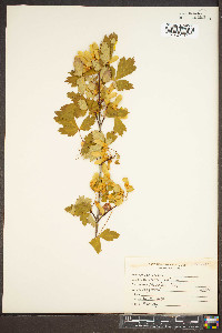 Acer glabrum image