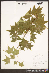 Acer pictum image