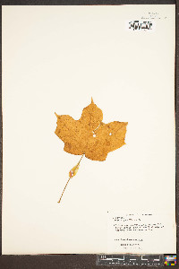 Acer nigrum image