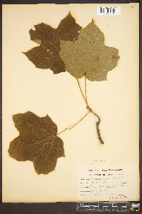 Acer nigrum image